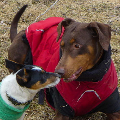 Upper Valley Dog Training - testimonial