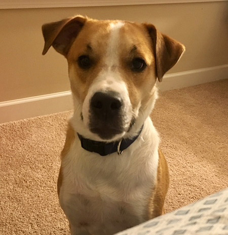 Upper Valley Dog Training - testimonials