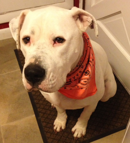 Upper Valley Dog Behavior Consultant and Training, VT-NH