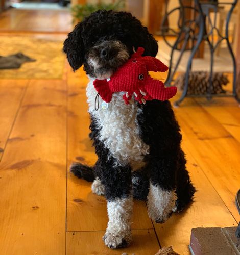 Upper Valley Dog Behavior Consultant and Training, VT-NH