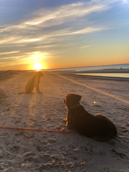 Upper Valley Dog Behavior Consultant and Training, VT-NH