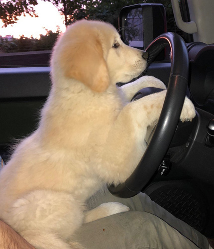 Upper Valley Dog Behavior Consultant and Training, VT-NH