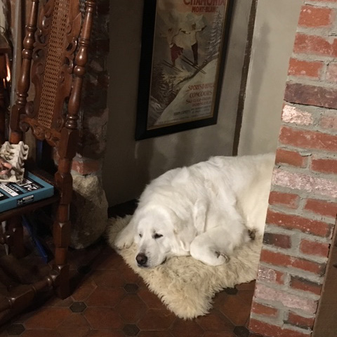 Upper Valley Dog Behavior Consultant and Training, VT-NH