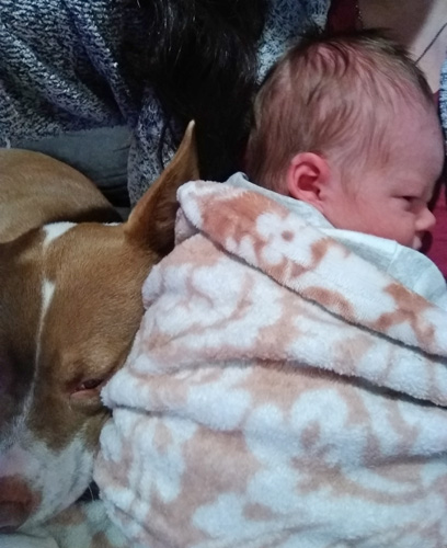 Upper Valley Dog Behavior Consultant and Training, VT-NH